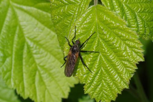 Empis tessellata
